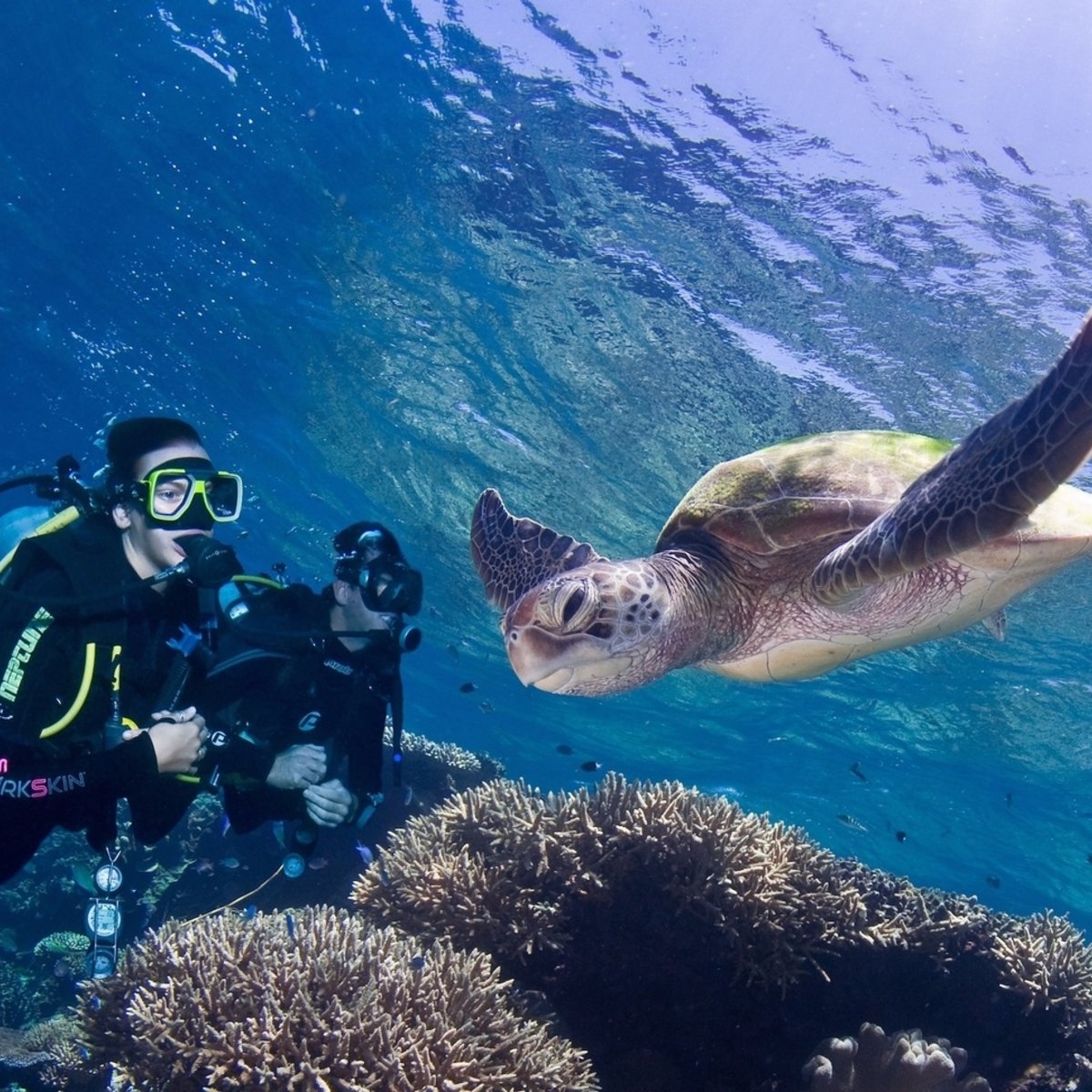 Great Barrier Reef Liveaboard Dive Trip