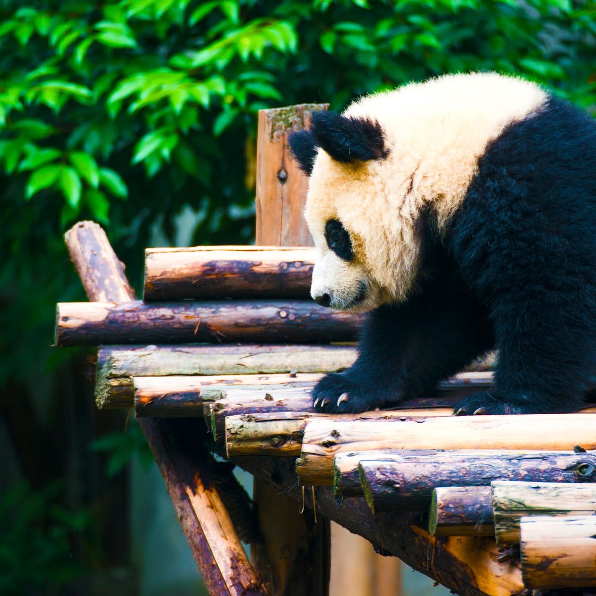 get up close to China's most famous native animal- the Giant Panda!