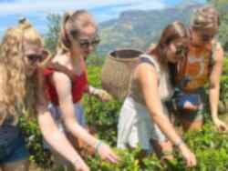Group tea picking at tea plantation in Sri Lanka
