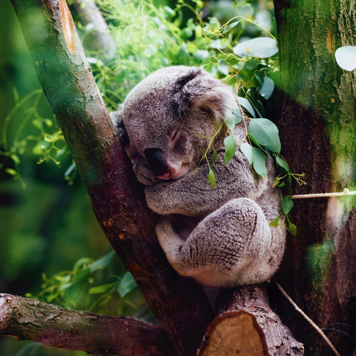 Volunteer with koala's in Australia