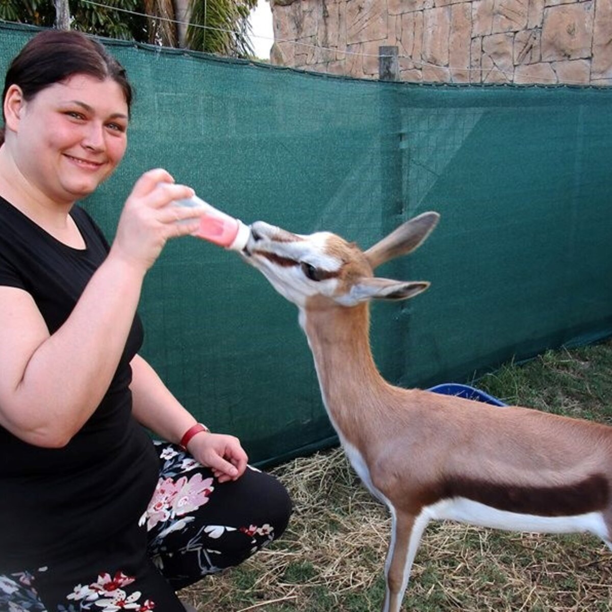 Wildlife Sanctuary Volunteer in South Africa. Volunteer feeding animal