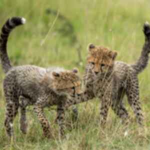 Two Cheetah cubs playing together in long grass