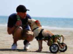 Volunteer with dog on beach