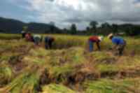 Sustainable farming with Mr You, Thailand