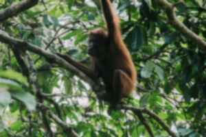 Orangutan at Sepilok Orangutan Rehabilitation Centre, Borneo  