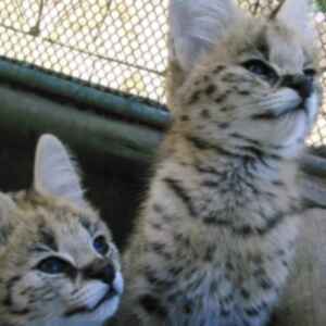 Two Serval kittens in an enclosure