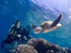 Scuba Dive with Turtle