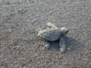 A turtler hatchling on a beach