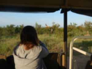 Traveller looking at Giraffe in Kruger National Park, South Africa 