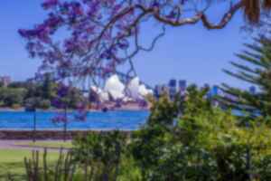 A Jacaranda tree in the Royal Sydney Botanic Garden looking across to the Sydney Opera House across the bay, Australia