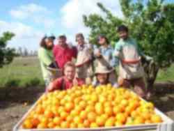 Fruit Picking Jobs Abroad