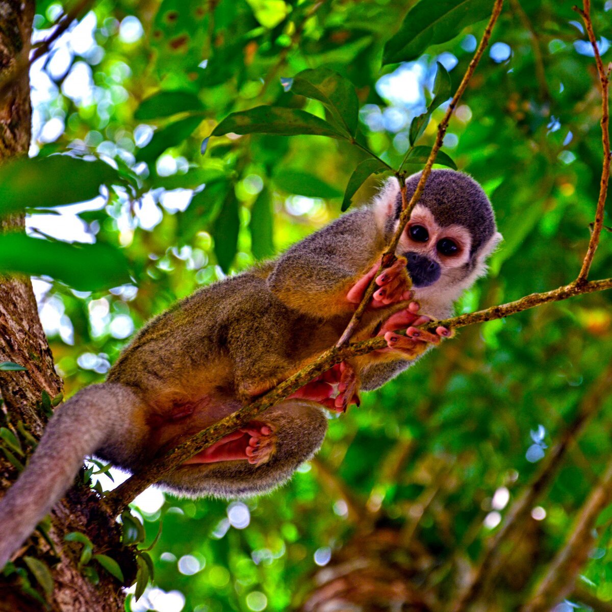 Cute monkey sitting on a tree branch