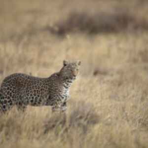 A leopard standing in dry grass