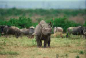 Baby rhino amongst a herd of buffalo