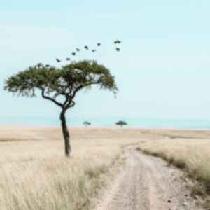 Tree in Masai Mara National Reserve, Kenya 