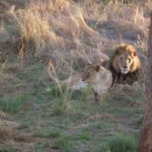 Two lions laying in long grass