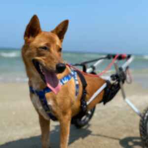 Fudge the dog on the beach in her wheelchair