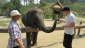 A traveller feeding an elephant while a carer watches on