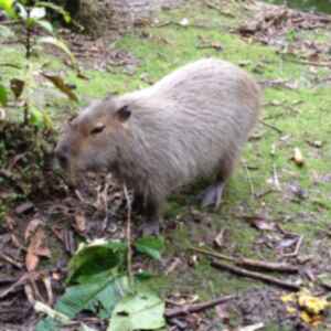 A capybara standing amongst leaf litter
