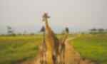 Giraffe family in Masai Mara National Reserve, Kenya 