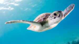 Young turtle underwater