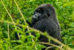 Gorilla in natural wildlife