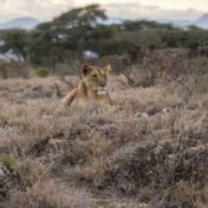 A lioness lying in long grass