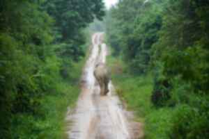 A lone elephant walks down a road in the middle of dense green jungle
