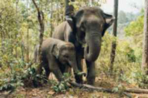 Elephant and baby elephant in Thailand