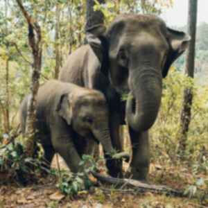 Elephant and baby elephant in Thailand