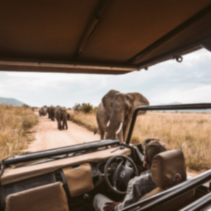 Safari drive with view of African elephants on the track