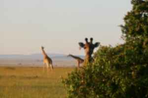 Giraffes in Masai Mara National Reserve, Kenya 