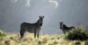 Zebras in Malawi