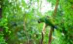 A colourful green and blue parrot sitting on a branch in the rainforest in Ecuador