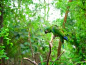 A colourful green and blue parrot sitting on a branch in the rainforest in Ecuador
