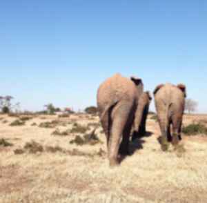 Three elephants walking over dry grass