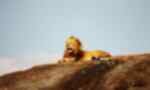 Lion on rock in Africa