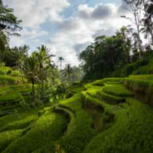 Tiered rice fields amongst dense jungle
