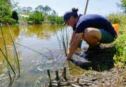 A volunteer planting in a riverbed
