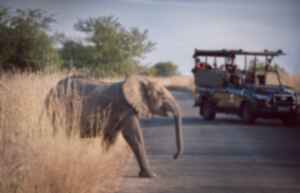 Elephant in front of 4x4 on a game drive in national park, South Africa