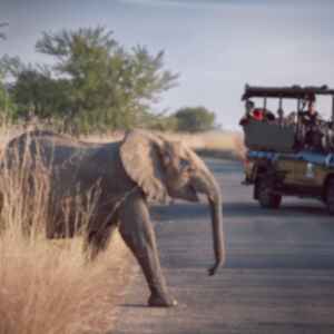 Elephant in front of 4x4 on a game drive in national park, South Africa