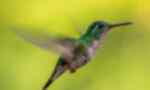 Green-crowned Brilliant hummingbird flying at La Paz Waterfall, Costa Rica